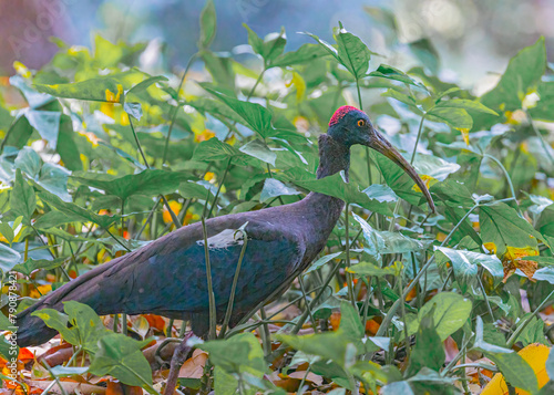 A Red Naped Ibis
