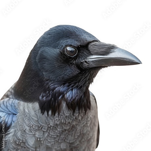 Close up American Crow Bird photo