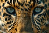 Close up Front View Photo of a Leopard’s Face