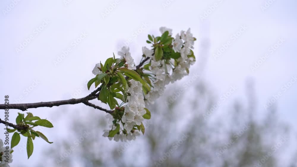 blossoming cherry tree in springtime with clear sky and green grass, insects flying outside and feeding on the nectar of the flowers blossoming cherry tree in springtime with clear sky and green grass, insects flying outside and feeding on the nectar of the flowers