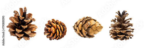 set of cypress cones, varied sizes and textures, isolated on transparent backgroun