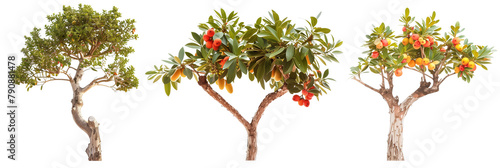 set of arbutus trees, with peeling bark and vibrant fruits, isolated on transparent backgroun