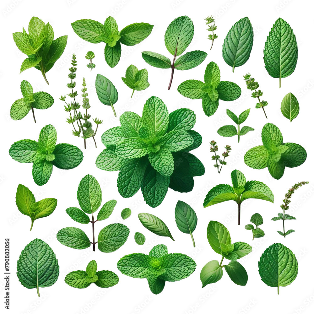 Collection of fresh mint leaves cut out Collection of fresh mint leaves cut out