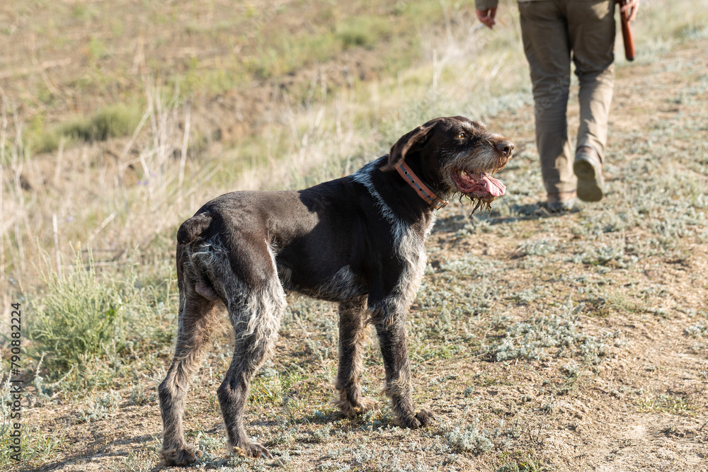 Mature man hunter with gun while walking on field with your dogs