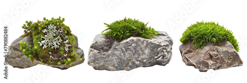 set of varieties of moss, each thriving on a different type of stone, isolated on transparent background