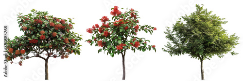set of hawthorn trees, with bright red berries, isolated on transparent background