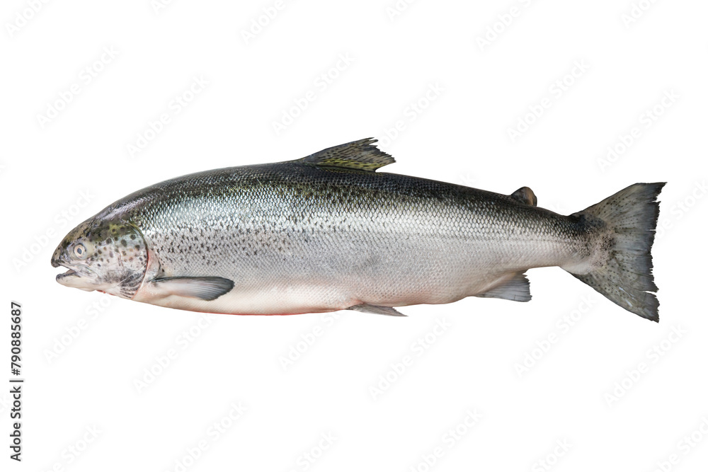 Fresh Tasmanian salmon species Atlantic Salmo Salar, from Tasmania , Isolated and Cliping Path. Fresh Tasmanian salmon species Atlantic Salmo Salar, from Tasmania , Isolated and Cliping Path.