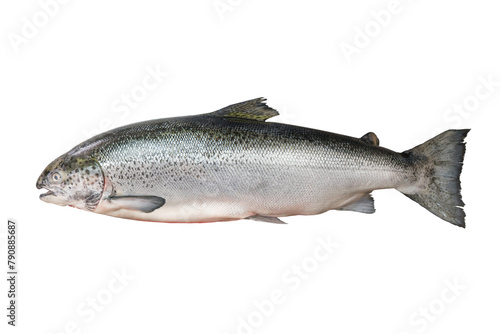 Fresh Tasmanian salmon species Atlantic Salmo Salar, from Tasmania , Isolated and Cliping Path.