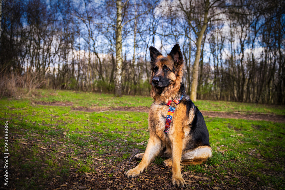 Beautiful german shepherd dog sitting in an alert position in a park