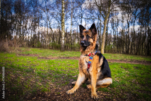 Obraz na płótnie Beautiful german shepherd dog sitting in an alert position in a park w salonie