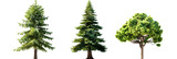 set of pine trees, towering and grand, isolated on transparent background