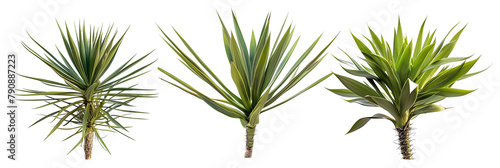 set of yucca plants, spikey and robust, isolated on transparent background photo