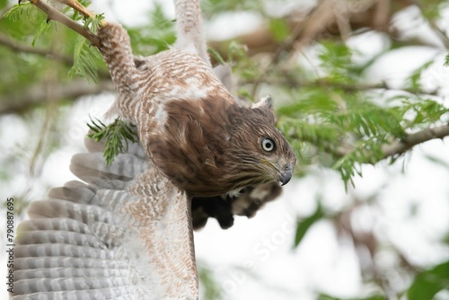 Hawk hanging upside down on a tree branch