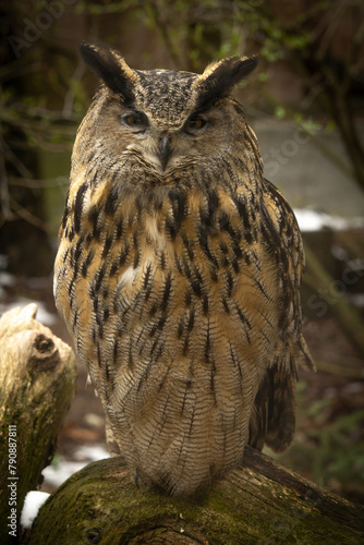 The Eurasian Eagle Owl, Bubo bubo is a species of eagle-owl © Dead Tree World