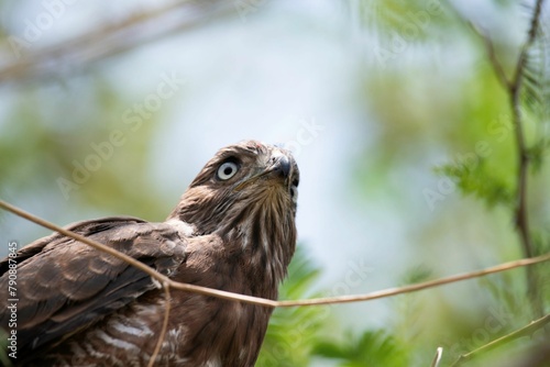 Majestic Hawk in a tree head shot close up