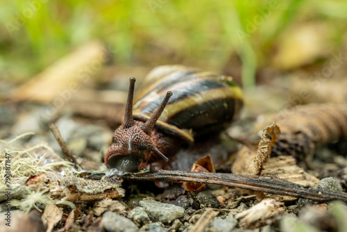 Pacific Sideband Snail Begins To Make A Turn On Gravel Trail In Redwood © kellyvandellen