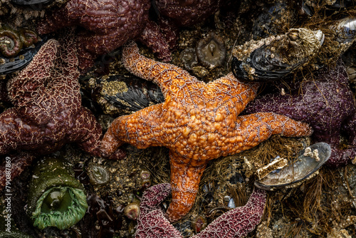 Orange Ochre Sea Star Holds On Tight At Low Tide © kellyvandellen