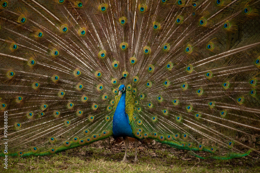 Obraz premium Peacock showing its colors to female
