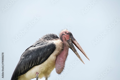 one Marabou stork close up side view on white background photo