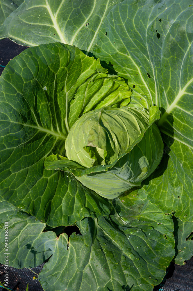 Fototapeta premium head of cabbage