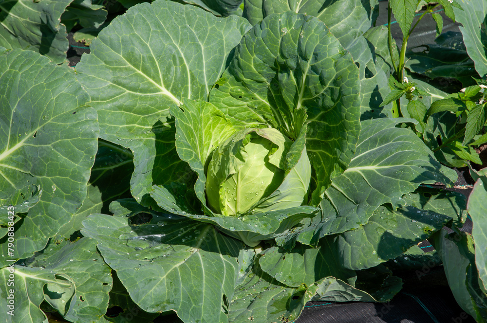 cabbage in the garden cabbage in the garden