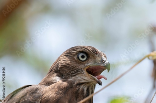 Portrait of a young Hawk with beak white open