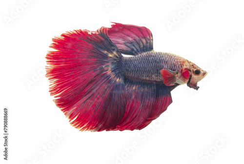 Detail of Red betta fish or Siamese fighting fish isolated on white background with clipping path. Beautiful movement of Betta splendens (Pla Kad). Selective focus. photo