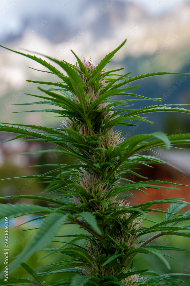 cannabis plant with pink flowers and pistils cannabis plant with pink flowers and pistils