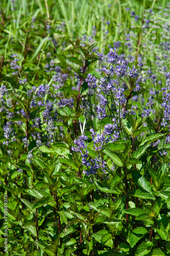purple lavender flowers and mint garden purple lavender flowers and mint garden