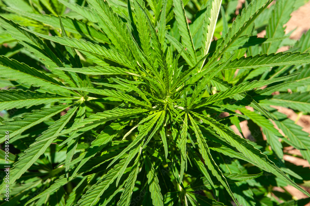 close up of narrow leaves cannabis sativa branch close up of narrow leaves cannabis sativa branch