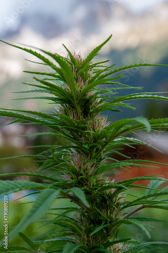 cannabis plant with pink flowers and pistils