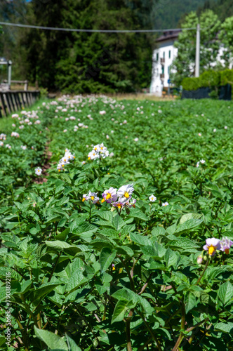 Potato field in the dolomites pink flowers