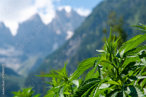 green mountain landscape dolomites, hemp