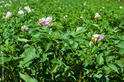 potatoes flowers and plants in the field