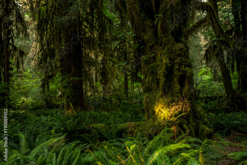 Patch of Bright Green Moss Catches Morning Sunlight In Dark Forest