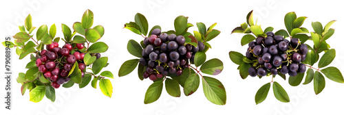 set of huckleberry bushes  fruit-laden  isolated on transparent background