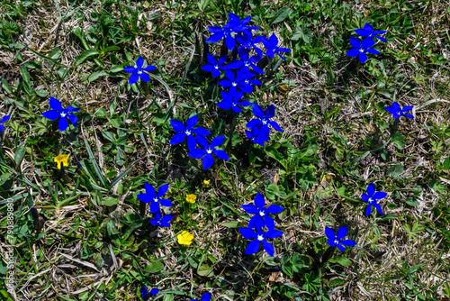 Frühlingenzian Blüte im Frühjahr auf  der Alm
