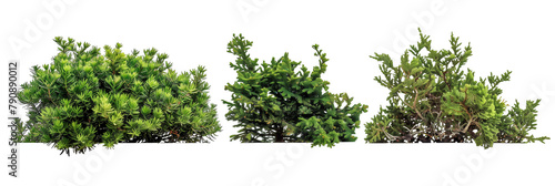 set of creeping juniper  low-growing and hardy  isolated on transparent background
