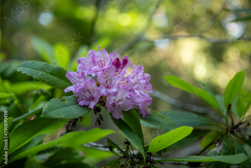 Purple Rhododendron Blossoms in the Forest of Redwood National Park © kellyvandellen