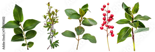set of wintergreen plants, with red berries, isolated on transparent background