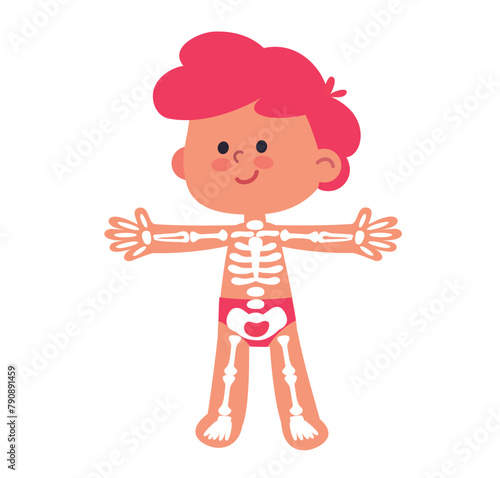 My body, educational anatomy body organ for kids. Structure of the human body. Cartoon little boy and his body systems skeleton, internal organs. Anatomical structure of human, child body front view. © olgache