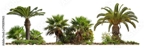 set of sago palms, ancient and sturdy, isolated on transparent background photo