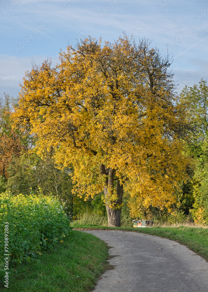 Fototapeta premium Birnbaum mit leuchtendem Herbstlaub am Wegesrand