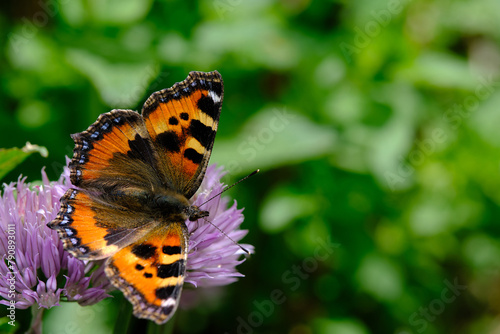 Schmetterling (kleiner Fuchs, lat. aglais urticae) sitzt auf Blüte im Garten photo