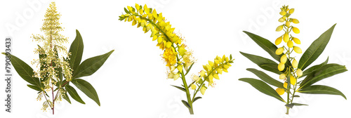 set of mahonia plants, with yellow flowers, isolated on transparent background photo