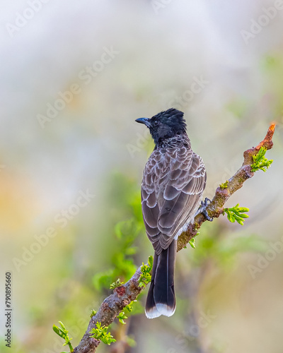 A Red Vented Bulbul