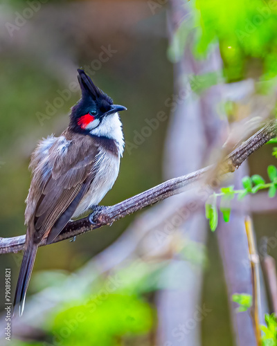 A Red Whiskered Bulbul