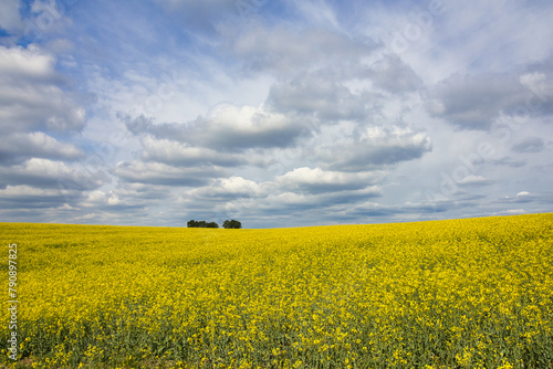 Beautiful view on the field of yellow rapeseed in cloudy spring day. Czech Republic.	