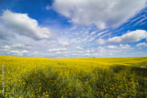 Beautiful view on the field of yellow rapeseed in cloudy spring day. Czech Republic. 