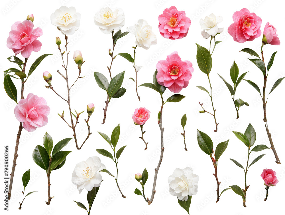 Set of branches of blooming camellias, delicate pink and white
